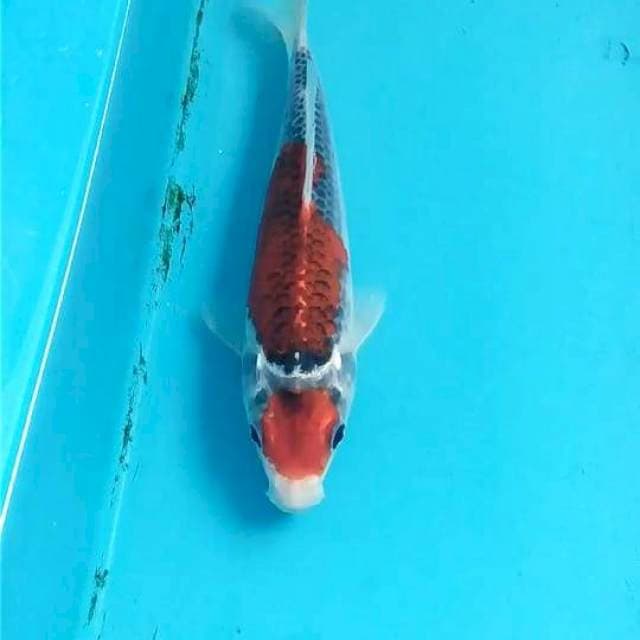 Goshiki 19cm
