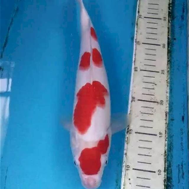 Kohaku 32cm