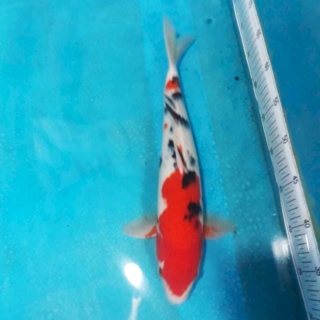 SANKE 40CM..