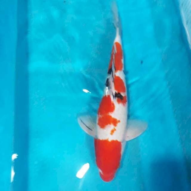 SANKE MALE 40CM..