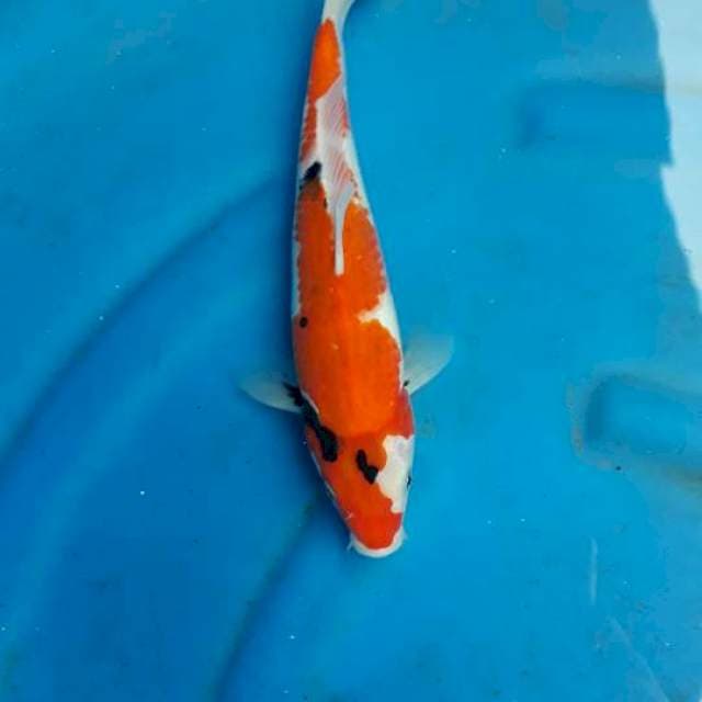Sowa 30cm