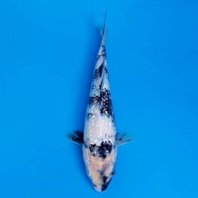 Ginrin shiro 25cm