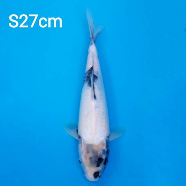 Shiro utsuri 27cm