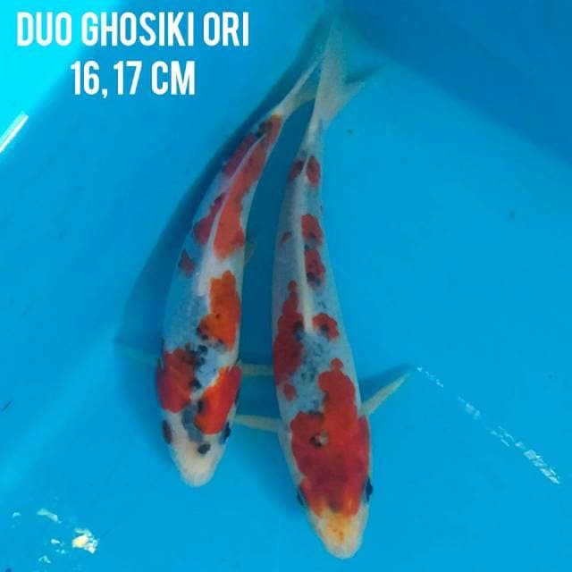 DUO GOSHIKI ORI