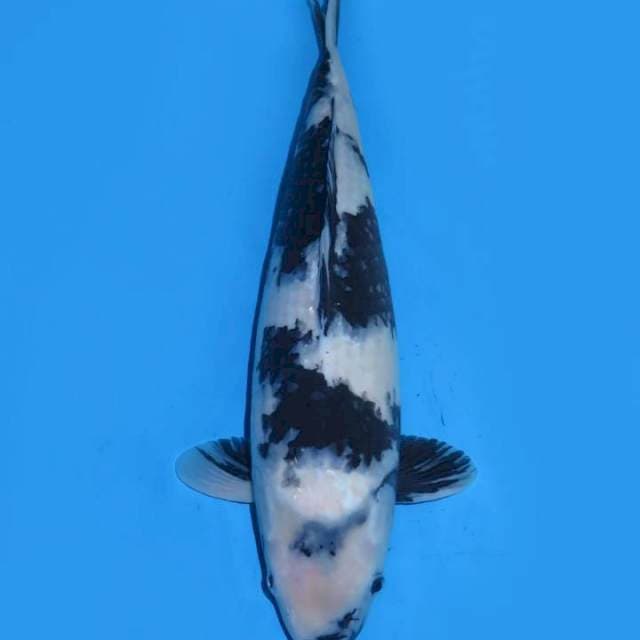 40cm , F1  Tategoi Jumbo  Shiro Utsuri 