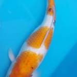 Jumbo 45cm Sanke Super 3 Step