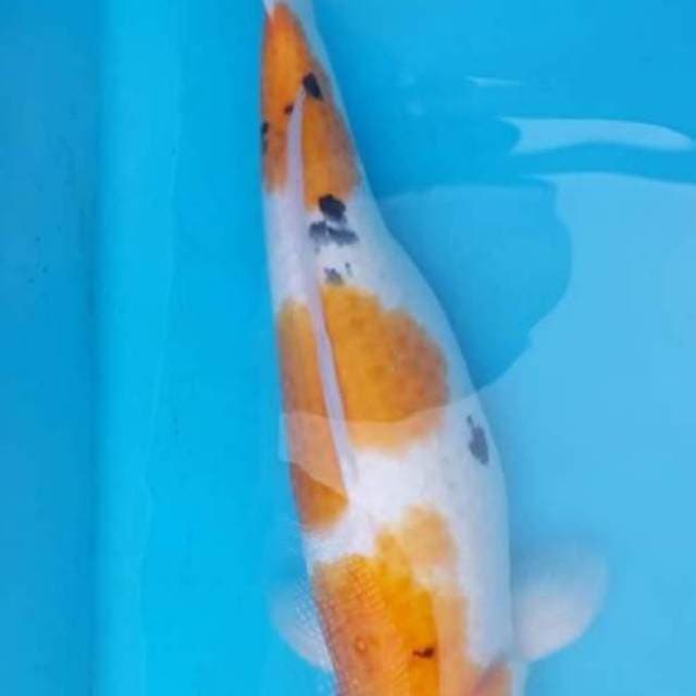 Jumbo 45cm Sanke Super 3 Step
