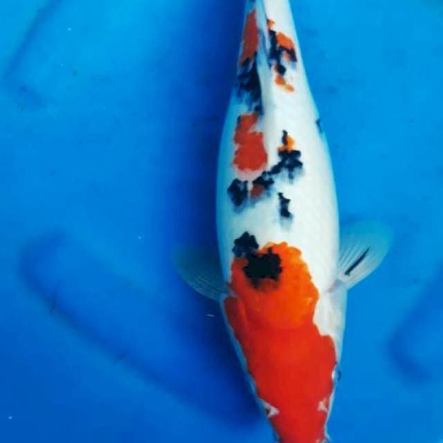 Sanke bulki 36cm