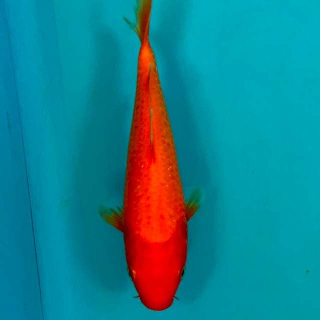 BENIGOI TEMBUS 