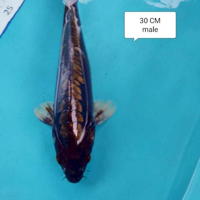 Chagoi ring 👍 30 CM