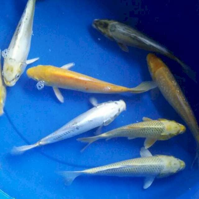 paket 9 ekor antik