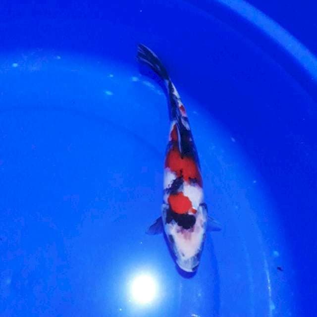 Showa 27cm..