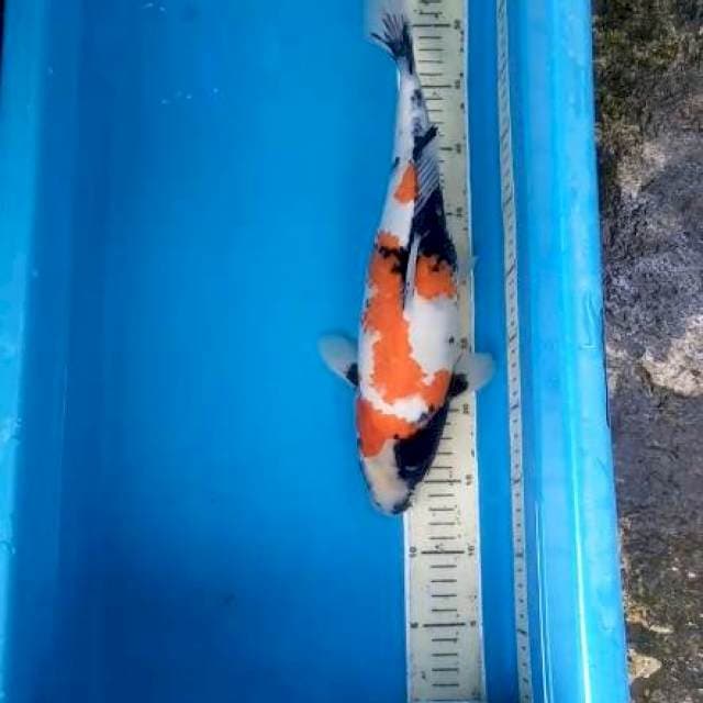 Calon Indukan showa 41cm