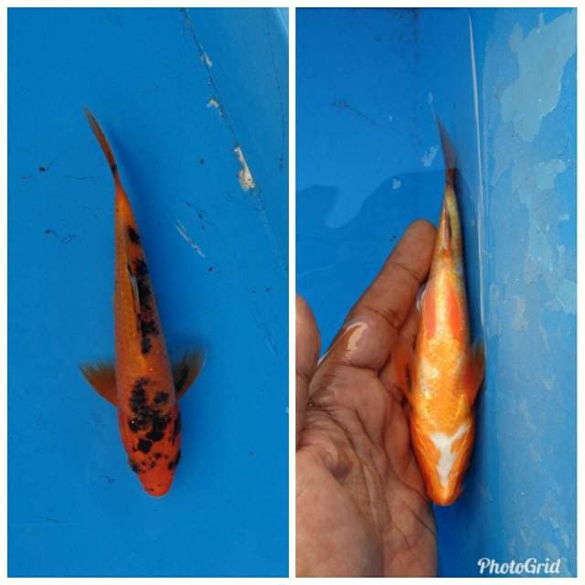 Aka Bekko F1