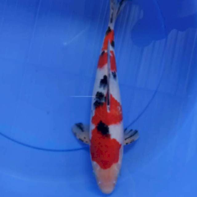 sanke 35cm