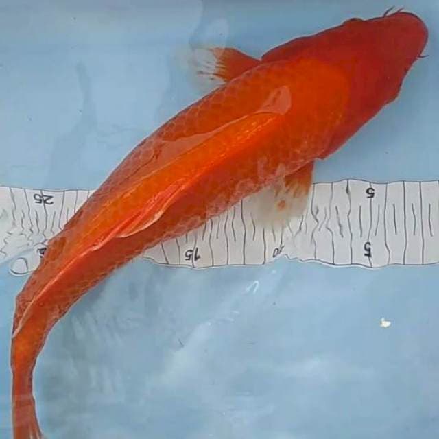 Akahajiro merah merona 39cm