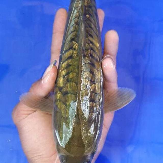 Chagoi sisik naga