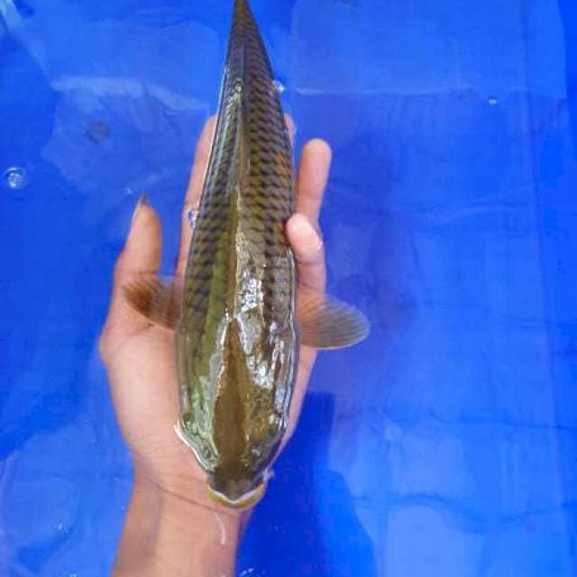 Chagoi