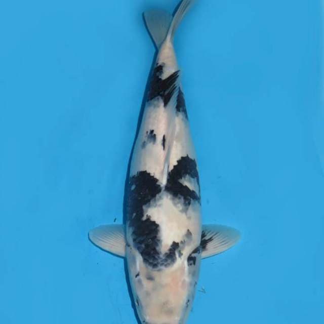 43cm , Good Patern - Jumbo Shiro F1 ,