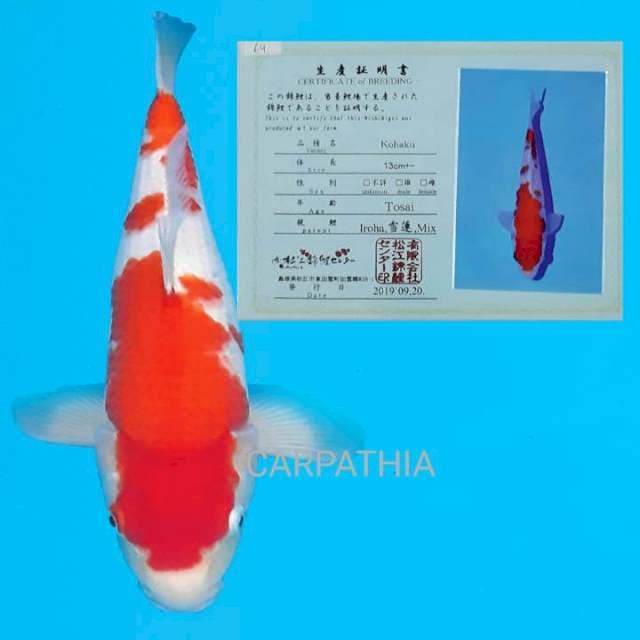 Kohaku 35 cm
