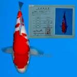 Kohaku 35 cm