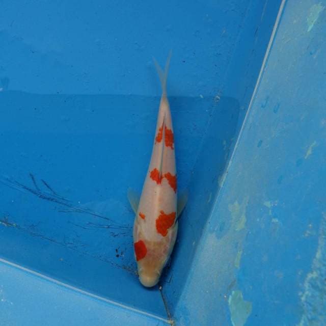 Kohaku Minimalis F1