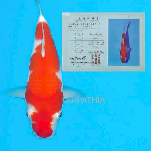 Kohaku 33 cm