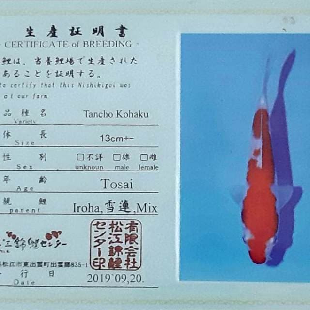 Kohaku 33 cm