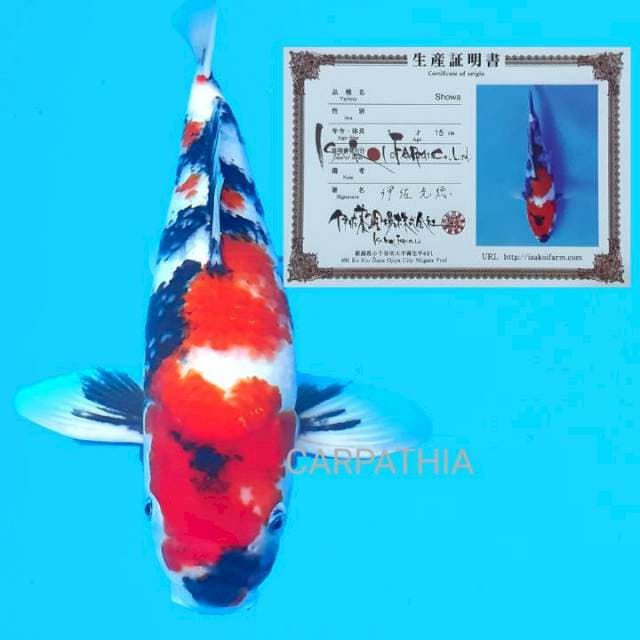 Showa 41 cm