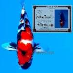 Showa 41 cm