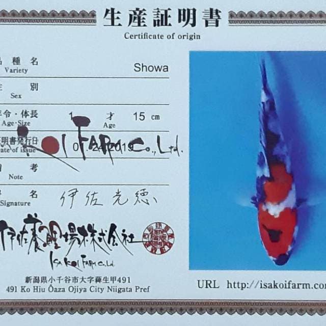 Showa 41 cm