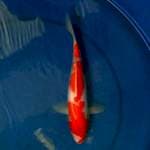Kohaku 23cmm female