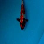Showa 29cm. Female