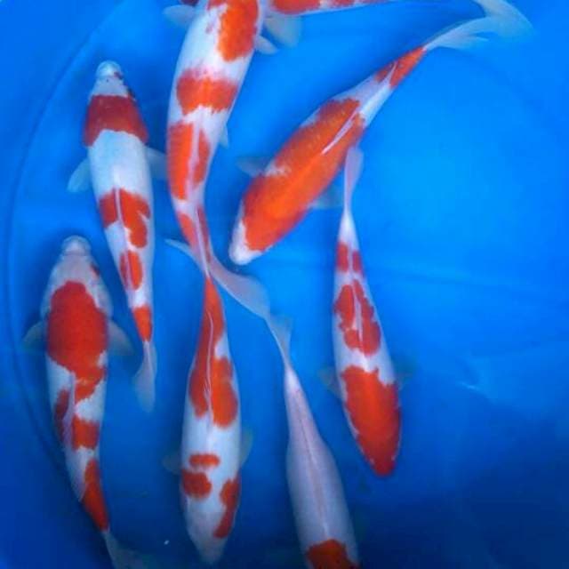 Sk paket kohaku a