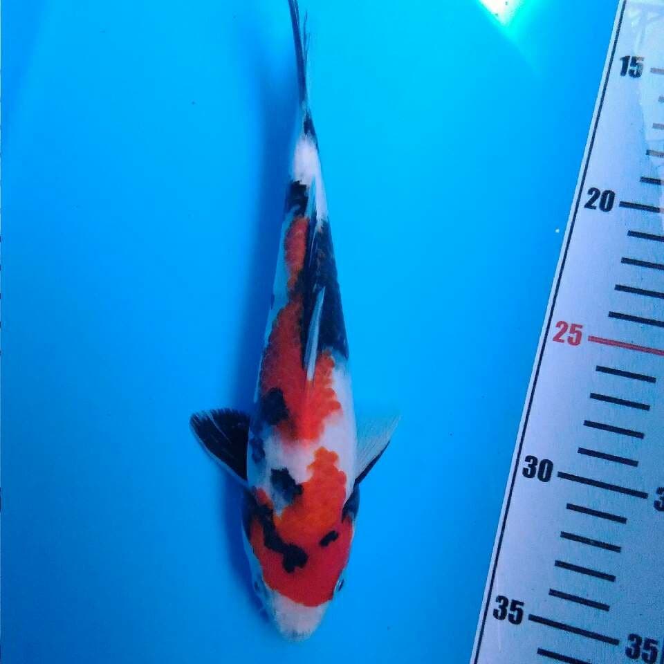 Showa good skin 23 cm