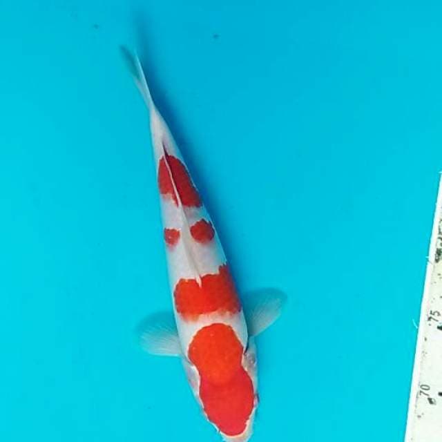Kohaku