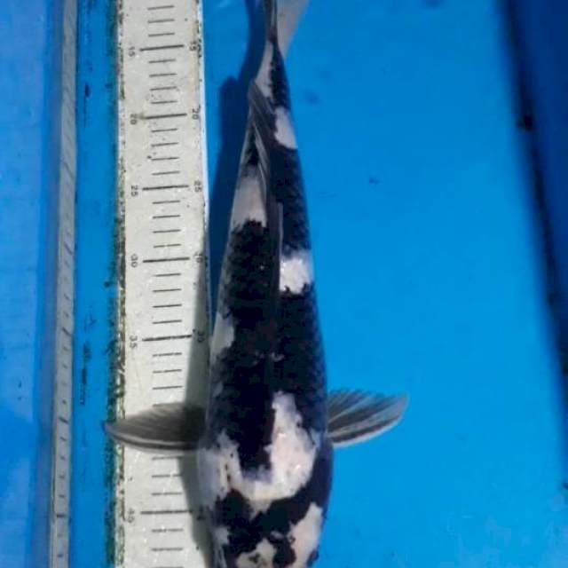 Shiro Hitam 42 cm
