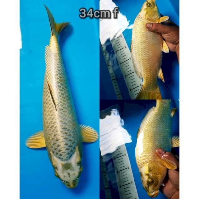 Gold Mukashi 34cm