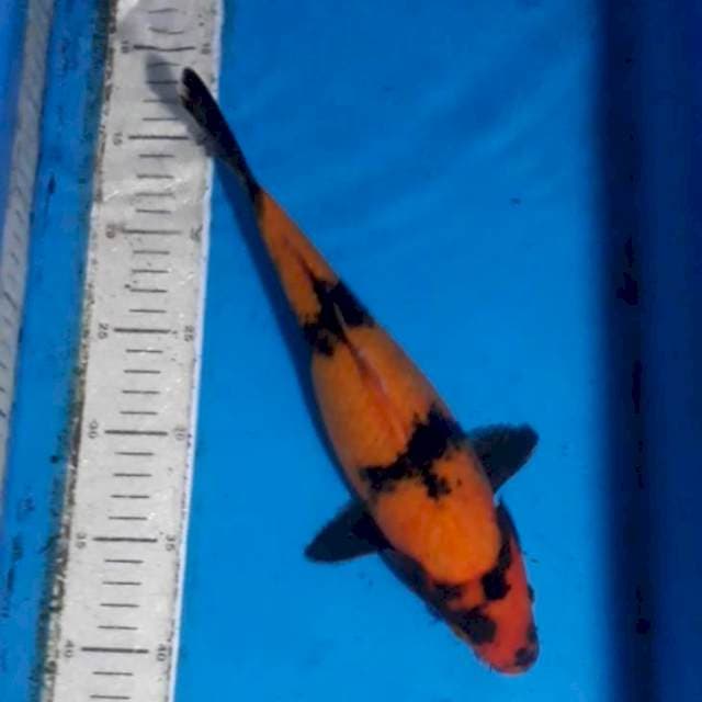 Hi Utsuri 30 cm