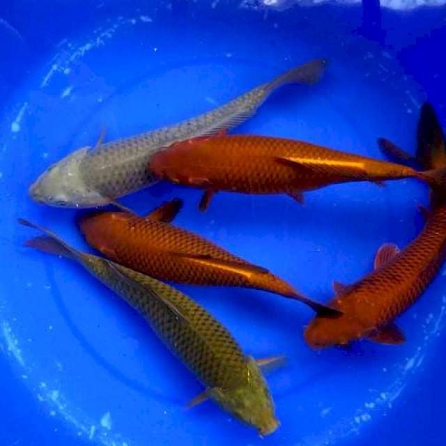Paket penjinak kolam