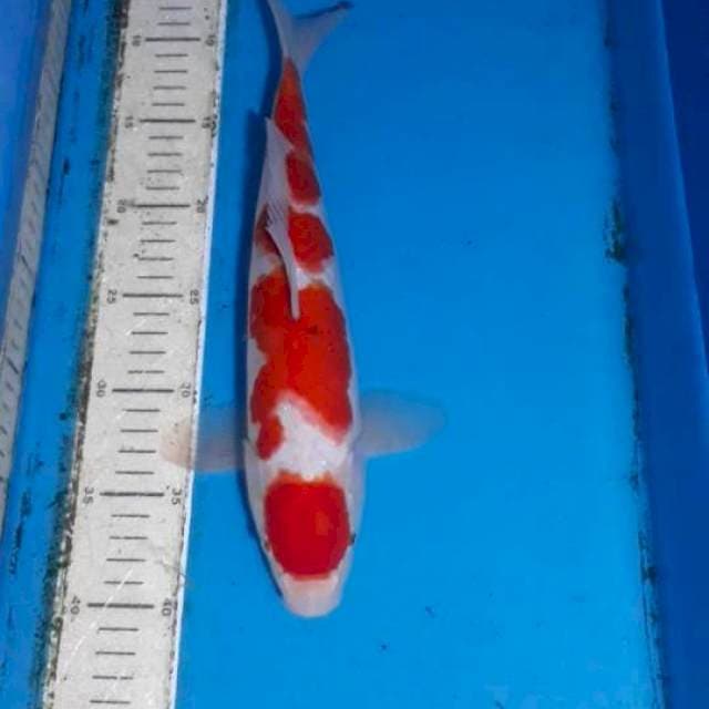Maruten Kohaku 33 cm Male