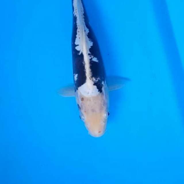 Komonryo 25cm