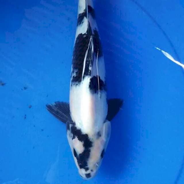 Shiro 31cm