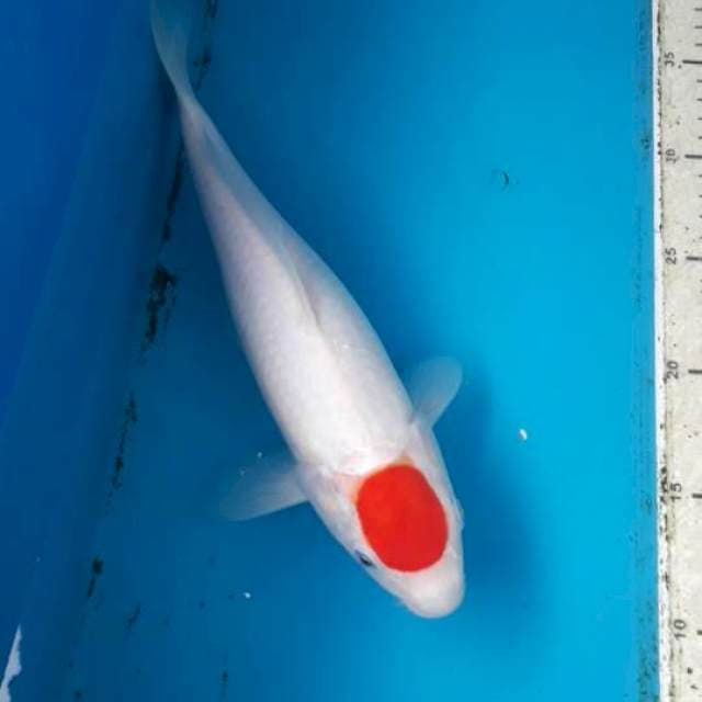 Tancho Kohaku 