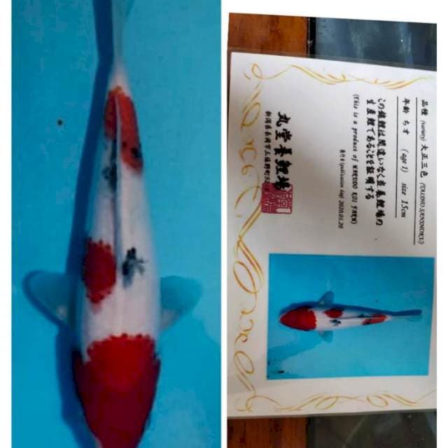 Sanke marudo mbadak