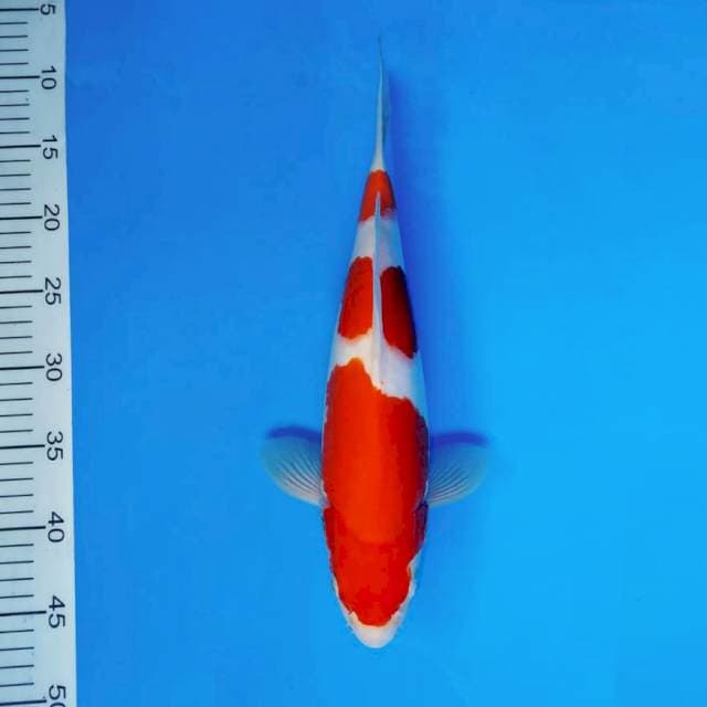 HANA 1 - KOHAKU ®