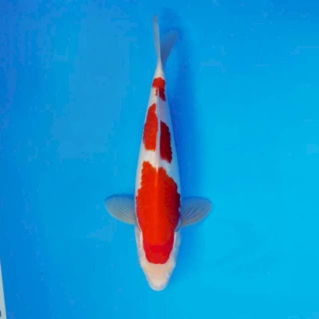 HANA 2 - KOHAKU ®