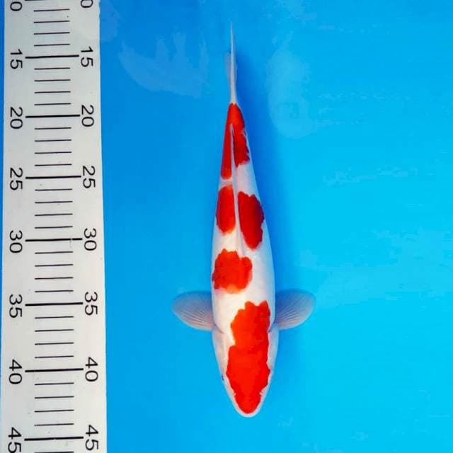 HANA 6 - KOHAKU ®