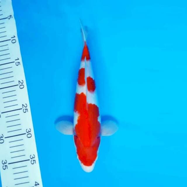 HANA 8 - KOHAKU ®