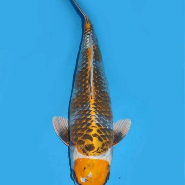 46cm , Maruten Jumbo Koleksi 